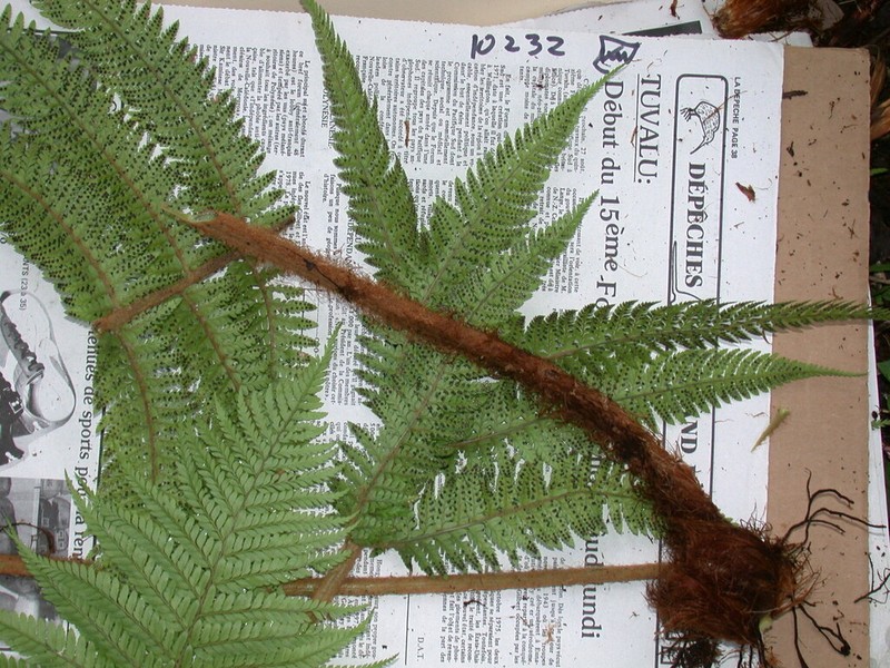 Polystichum kenwoodii photo 2
