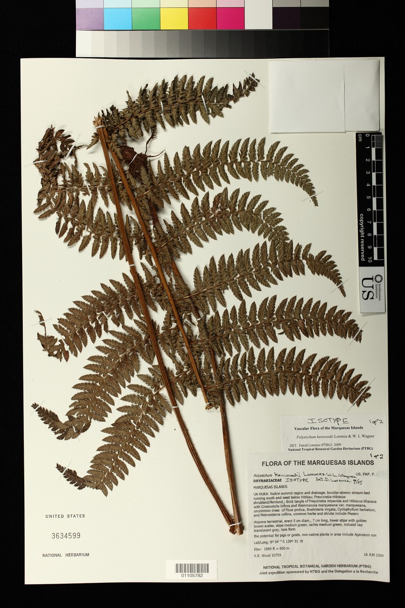 Polystichum kenwoodii photo 3