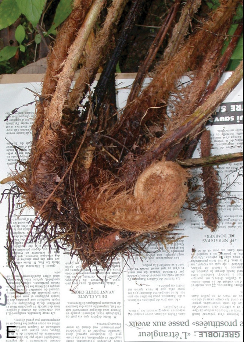 Polystichum kenwoodii