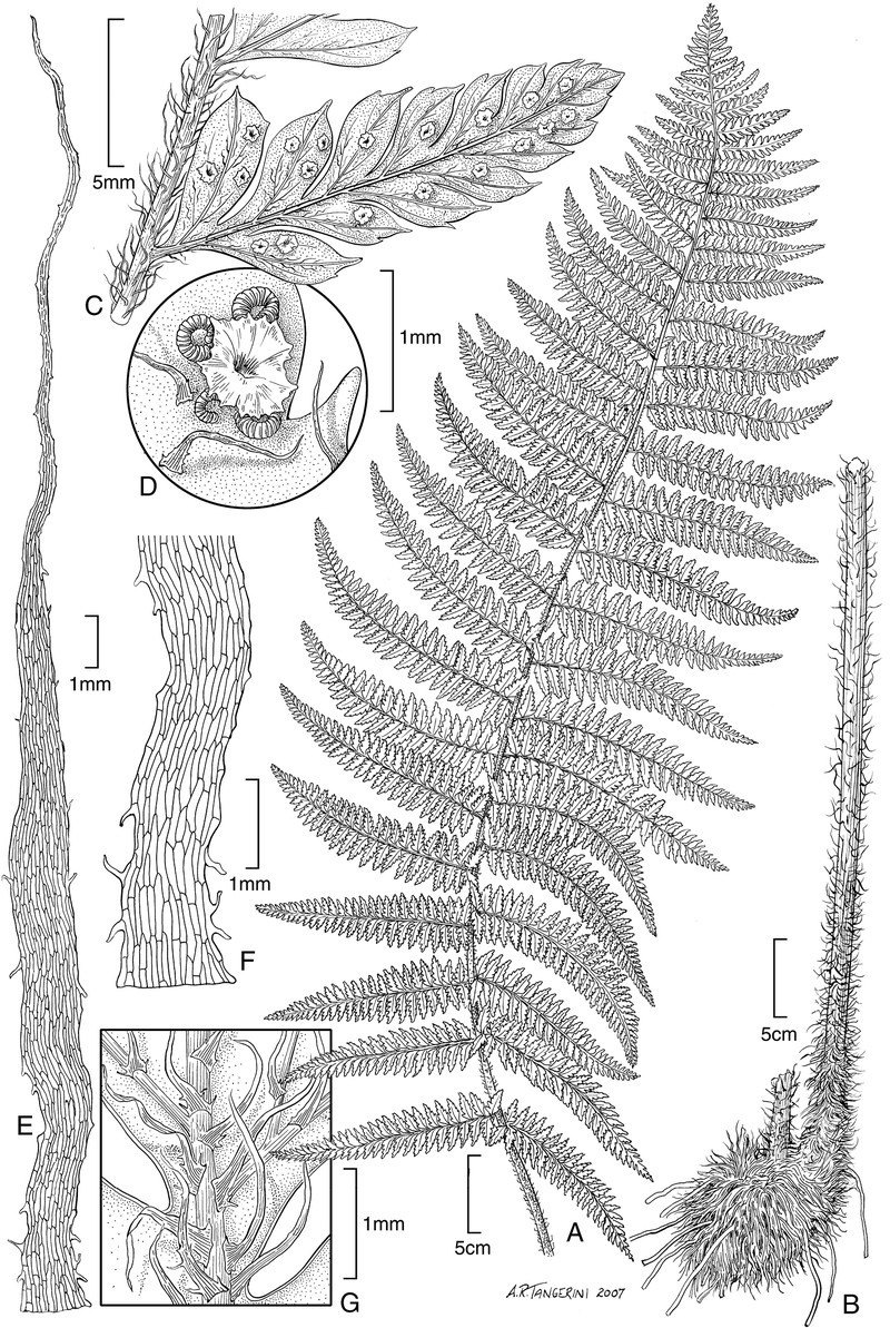 Polystichum kenwoodii photo 4