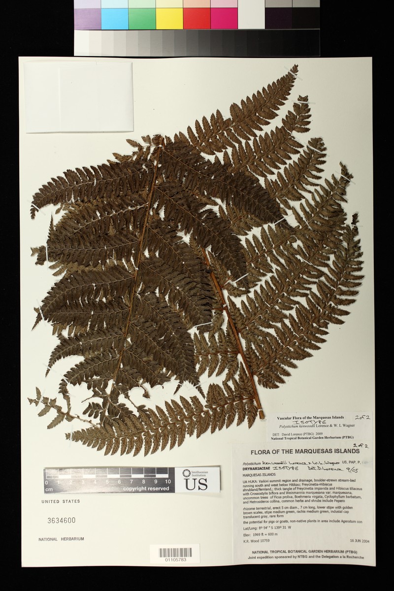 Polystichum kenwoodii photo 5