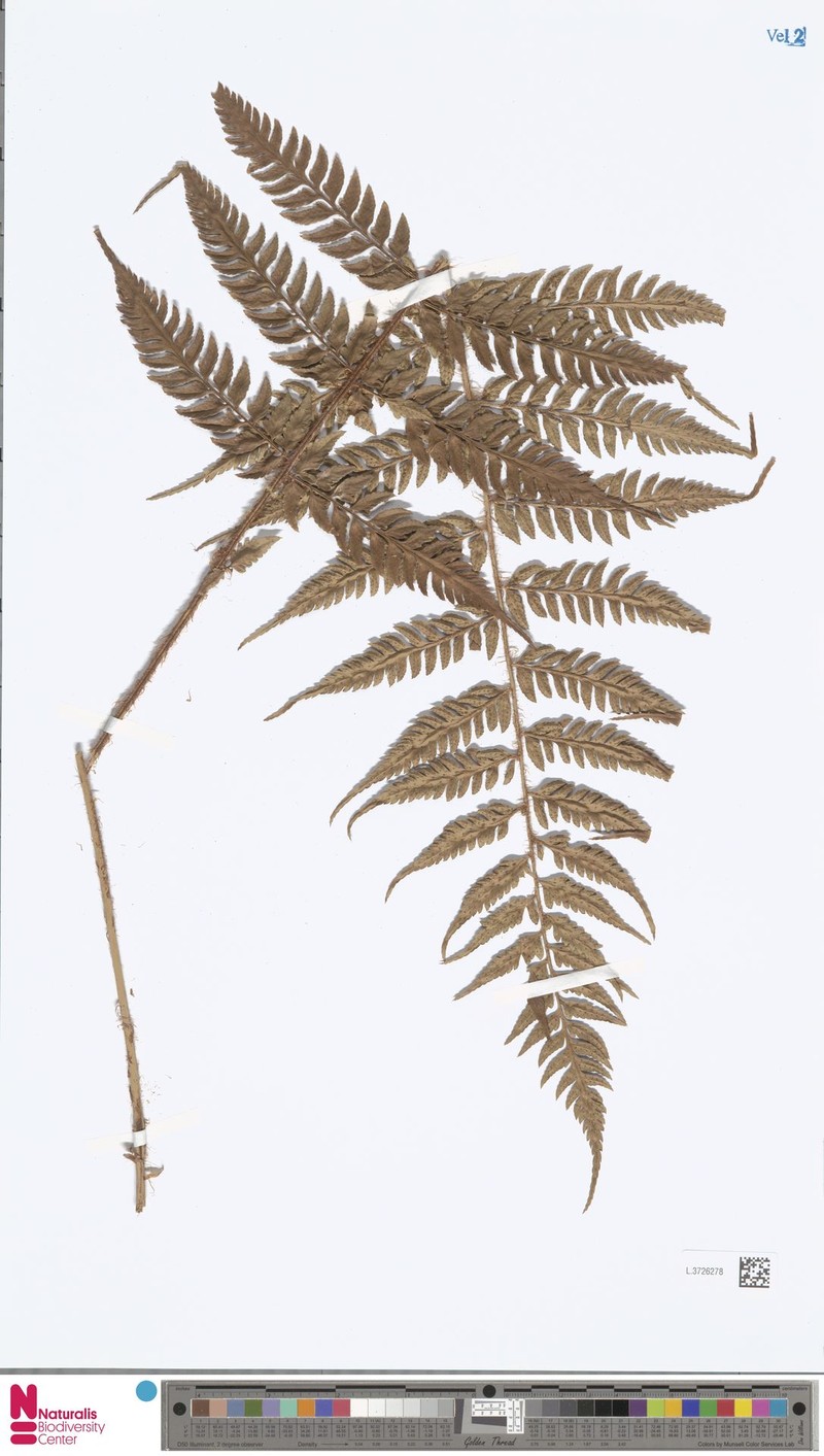 Polystichum keysserianum