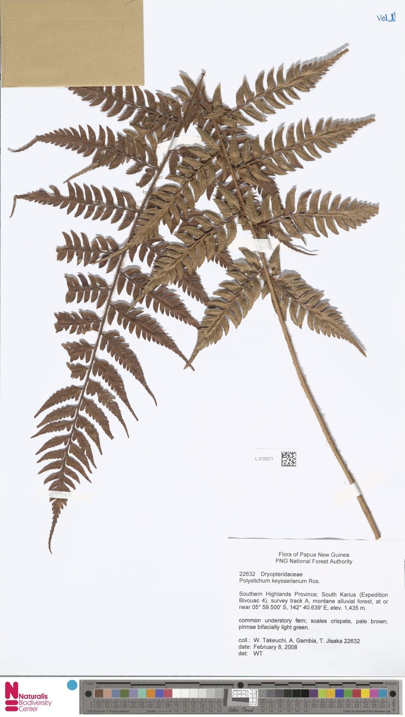 Polystichum keysserianum photo 2