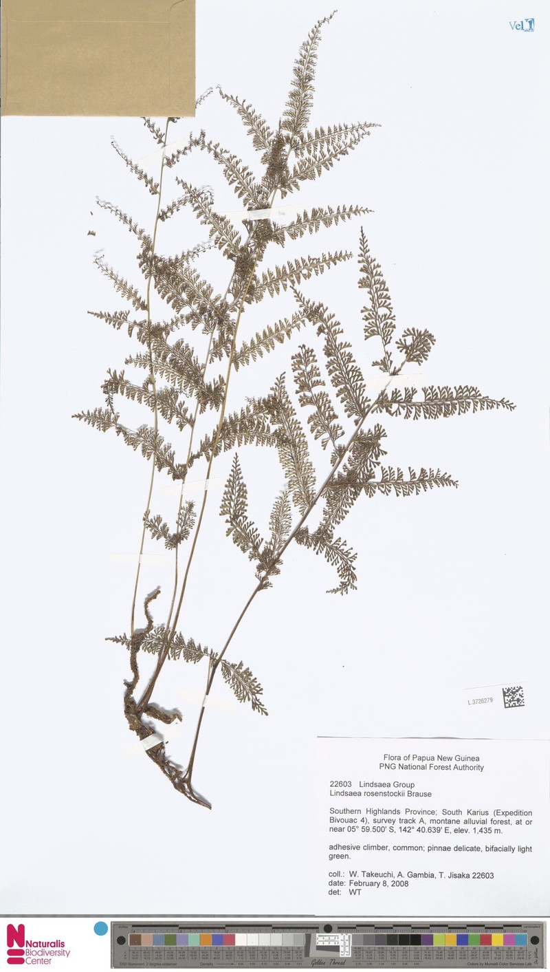 Polystichum keysserianum photo 3