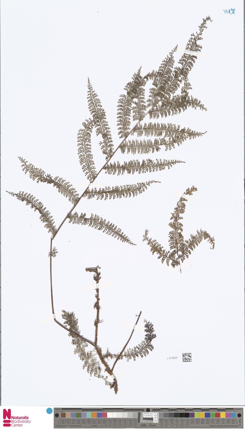 Polystichum keysserianum photo 4
