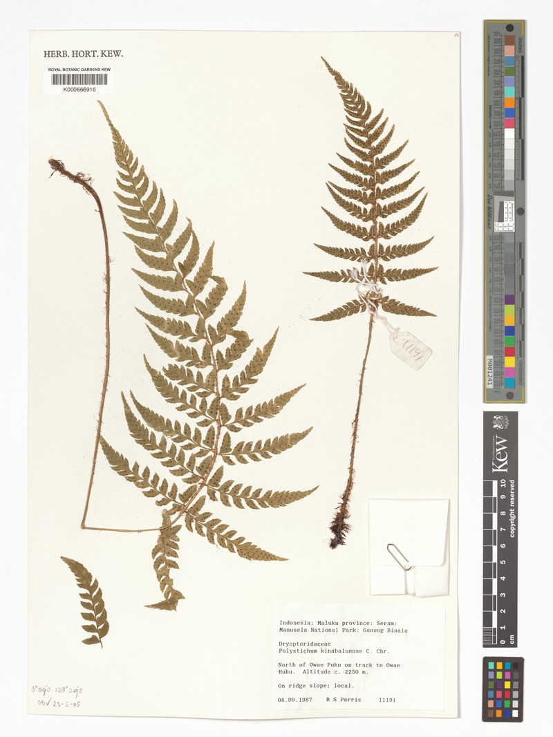 Polystichum kinabaluense