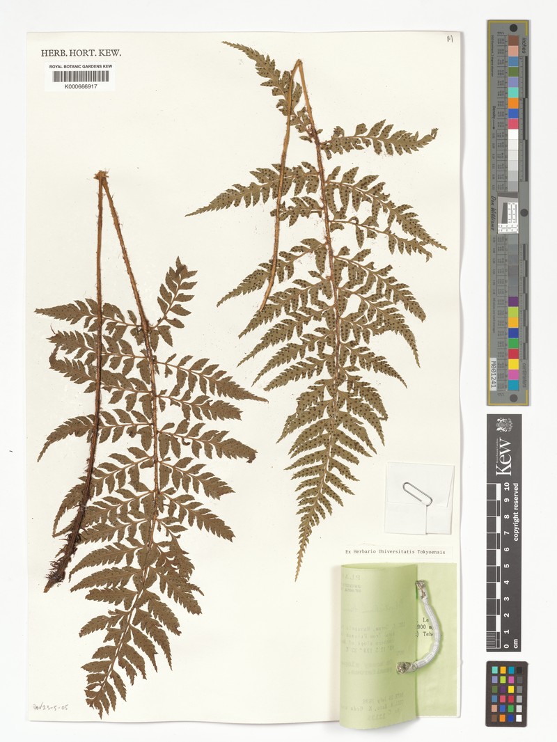Polystichum kinabaluense photo 2
