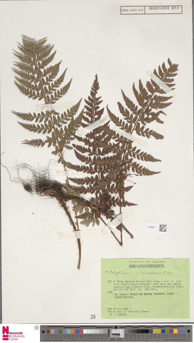 Polystichum kinabaluense photo 3