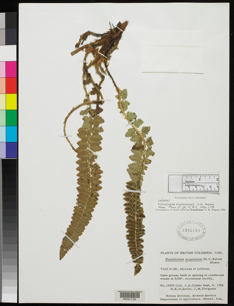 Kruckeberg's Hollyfern