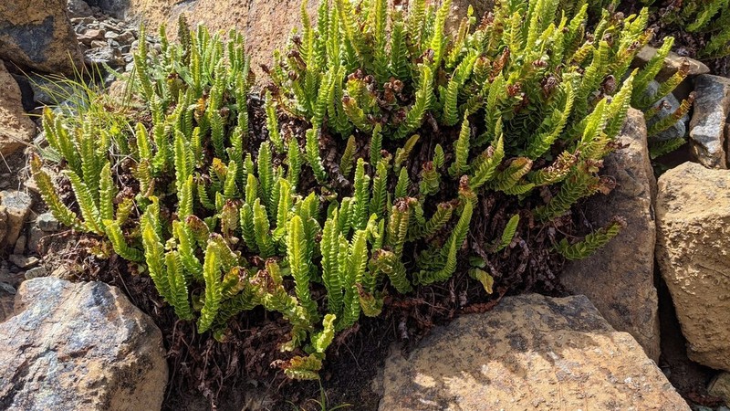 Kruckeberg's Hollyfern
