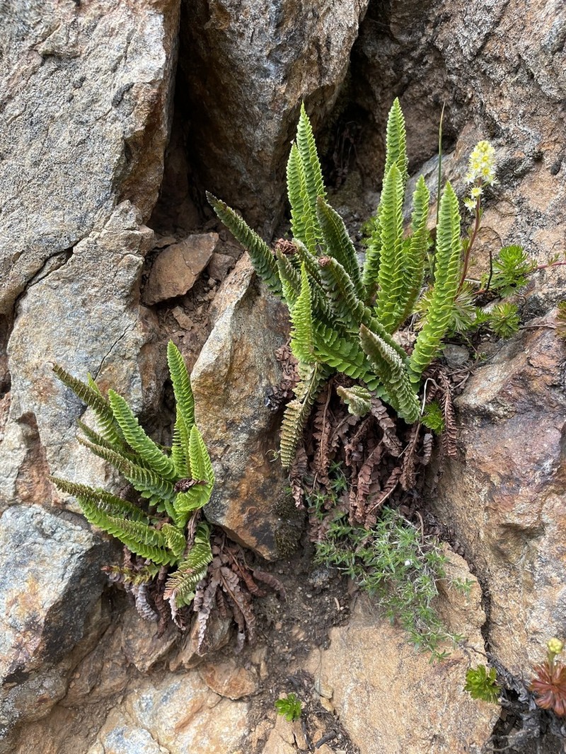 Kruckeberg's Hollyfern photo 2