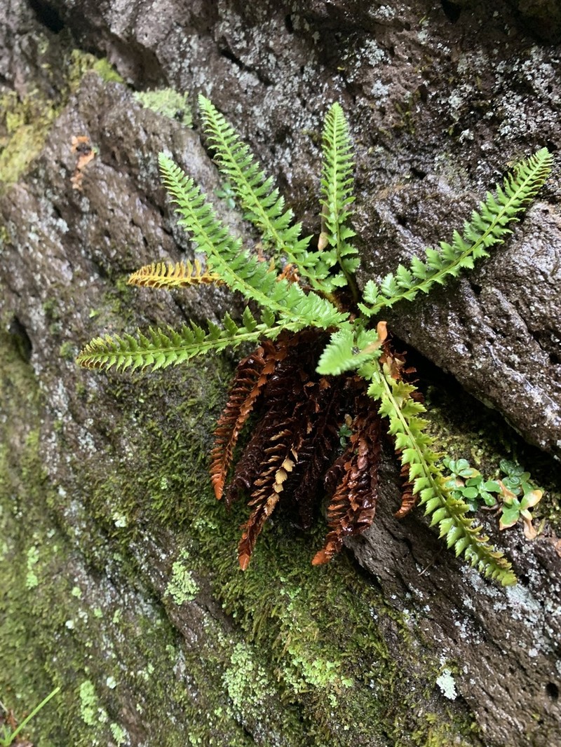 Kruckeberg's Hollyfern photo 3