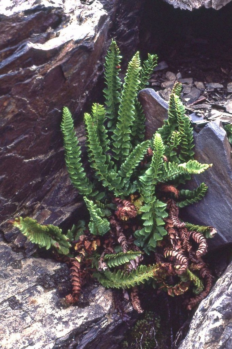 Kruckeberg's Hollyfern photo 4
