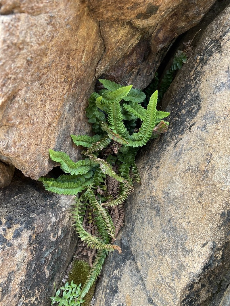 Kruckeberg's Hollyfern photo 5