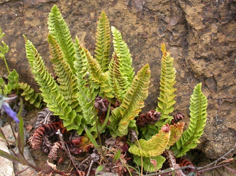 Kruckeberg's Hollyfern photo 6