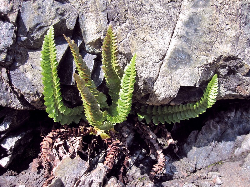 Kruckeberg's Hollyfern photo 7