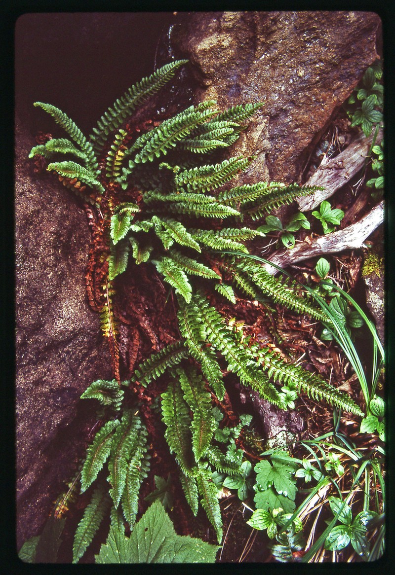 Kruckeberg's Hollyfern photo 8