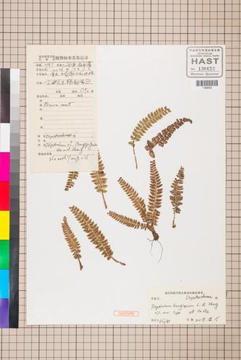 Polystichum kungianum