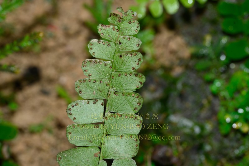 Polystichum kwangtungense