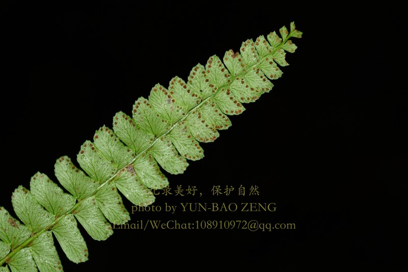Polystichum kwangtungense photo 2