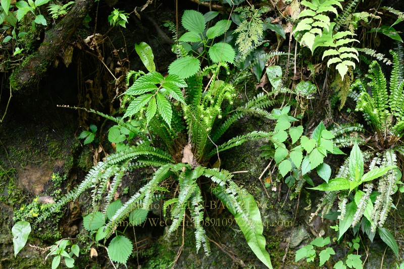 Polystichum kwangtungense photo 3