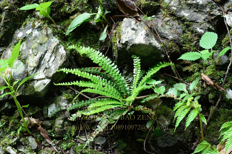 Polystichum kwangtungense photo 4