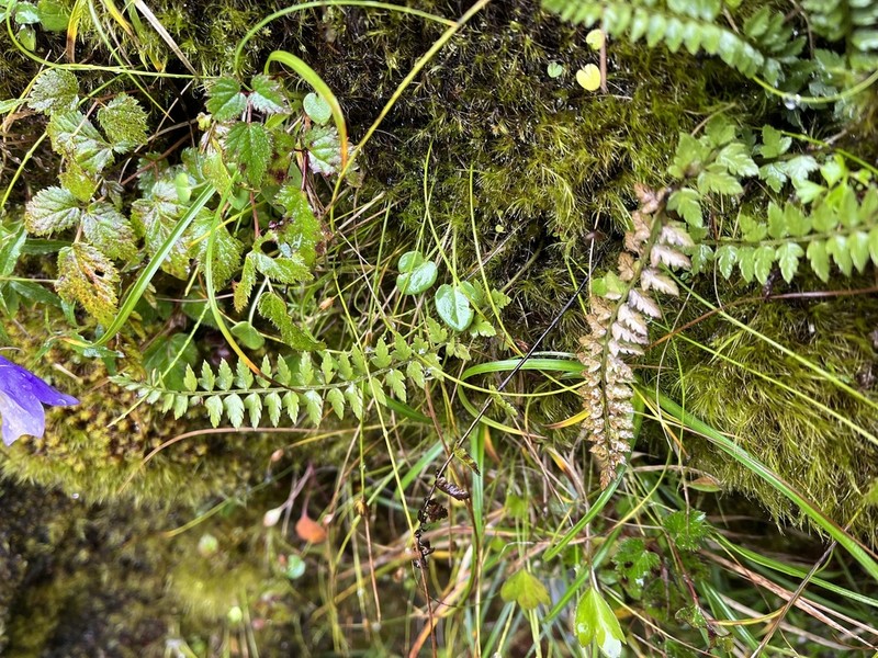 Aleutian Holly Fern