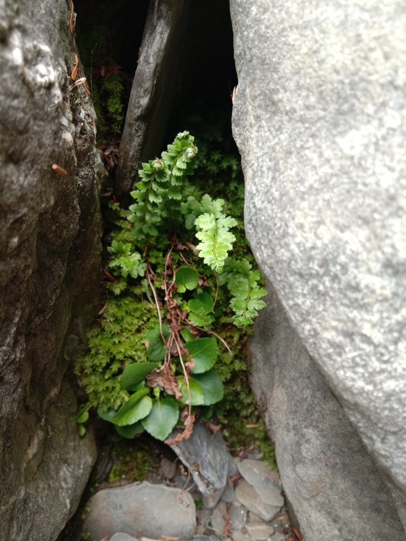Aleutian Holly Fern photo 2