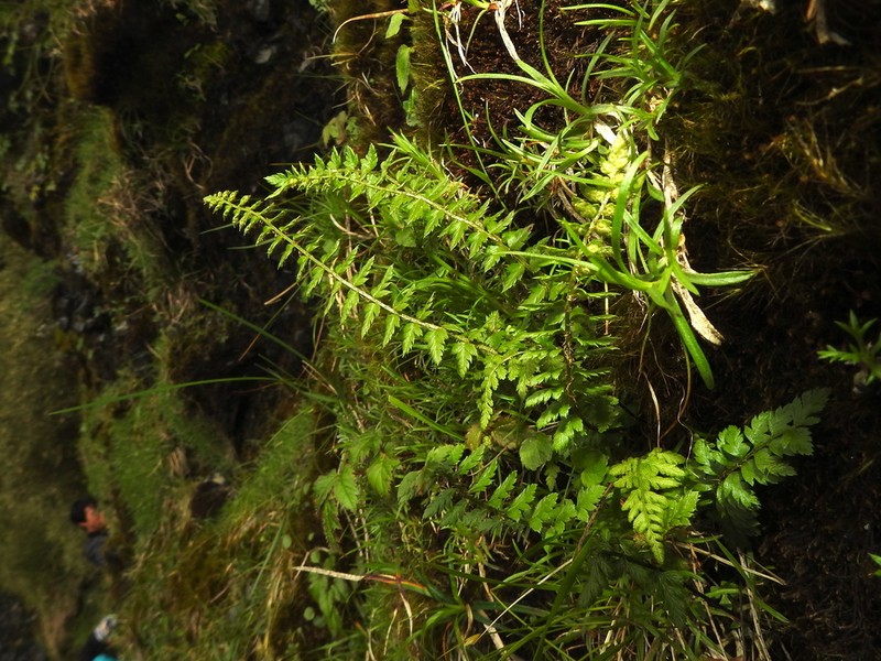 Aleutian Holly Fern photo 3
