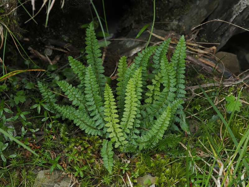 Aleutian Holly Fern photo 4