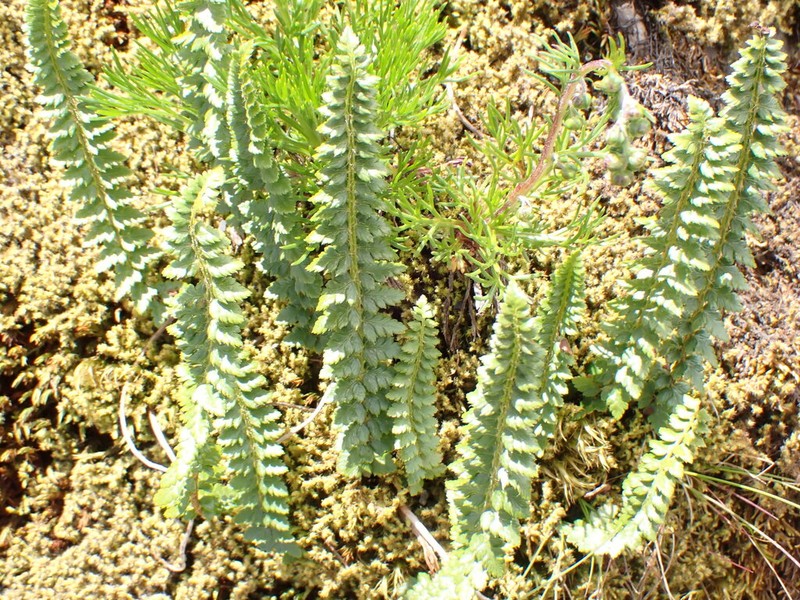 Aleutian Holly Fern photo 5