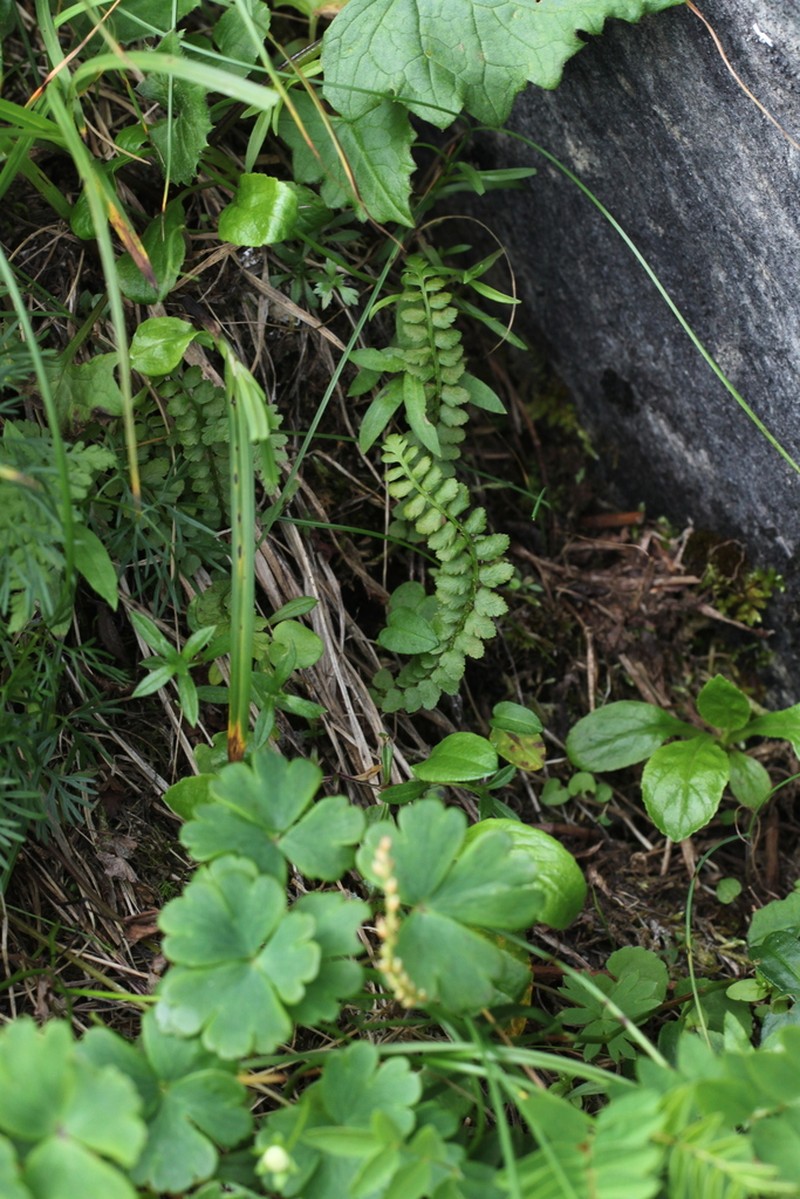 Aleutian Holly Fern photo 6