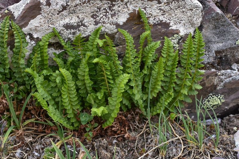 Aleutian Holly Fern photo 7