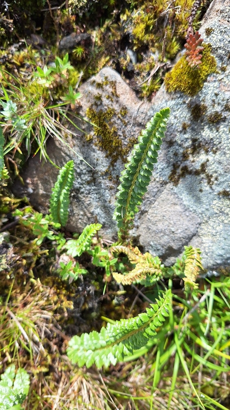 Aleutian Holly Fern photo 8