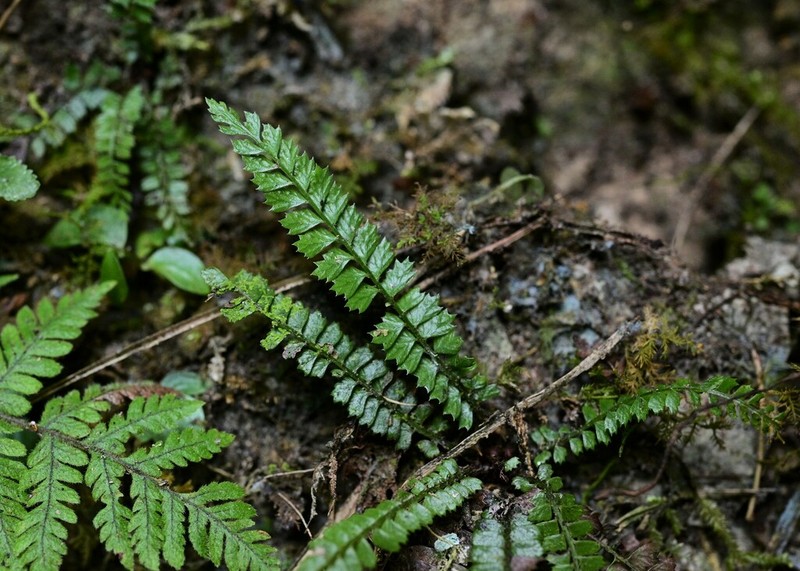 Polystichum lanceolatum