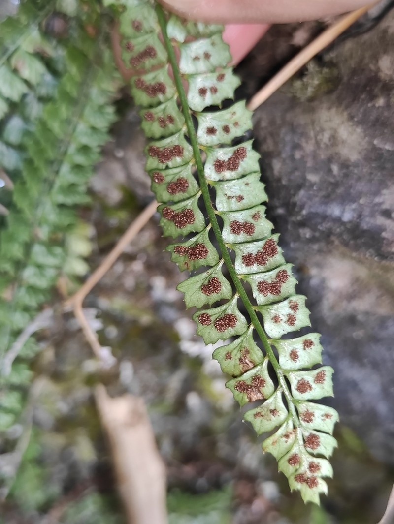 Polystichum lanceolatum photo 2