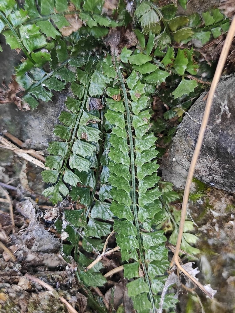 Polystichum lanceolatum photo 3