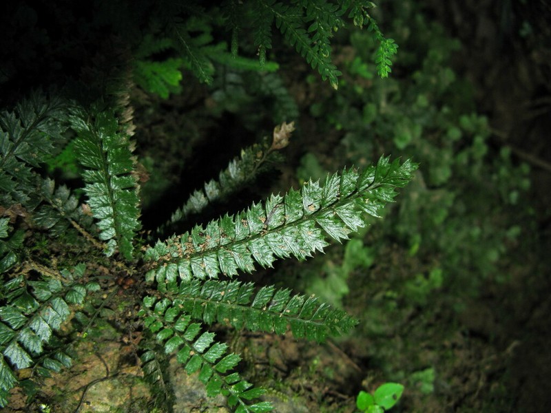 Polystichum lanceolatum photo 4