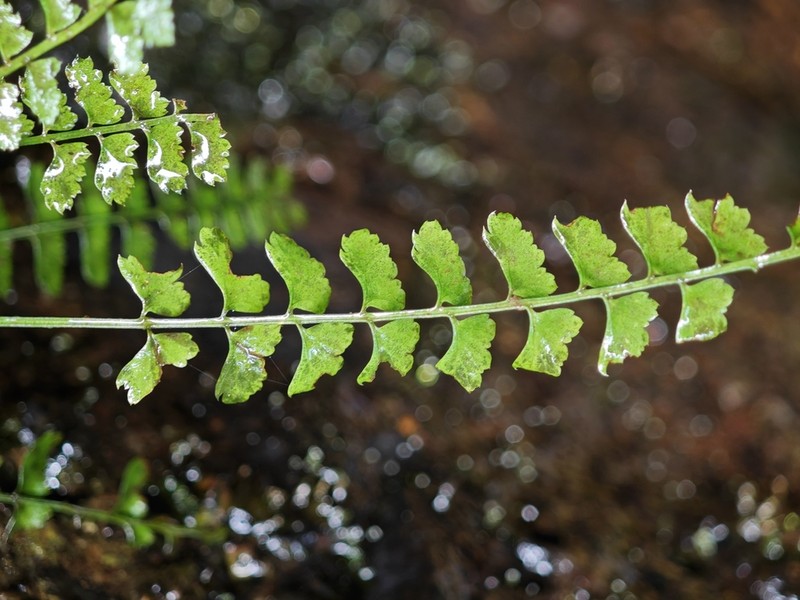 Polystichum lanceolatum photo 5