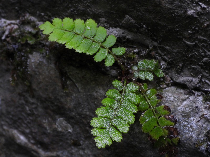 Polystichum lanceolatum photo 6