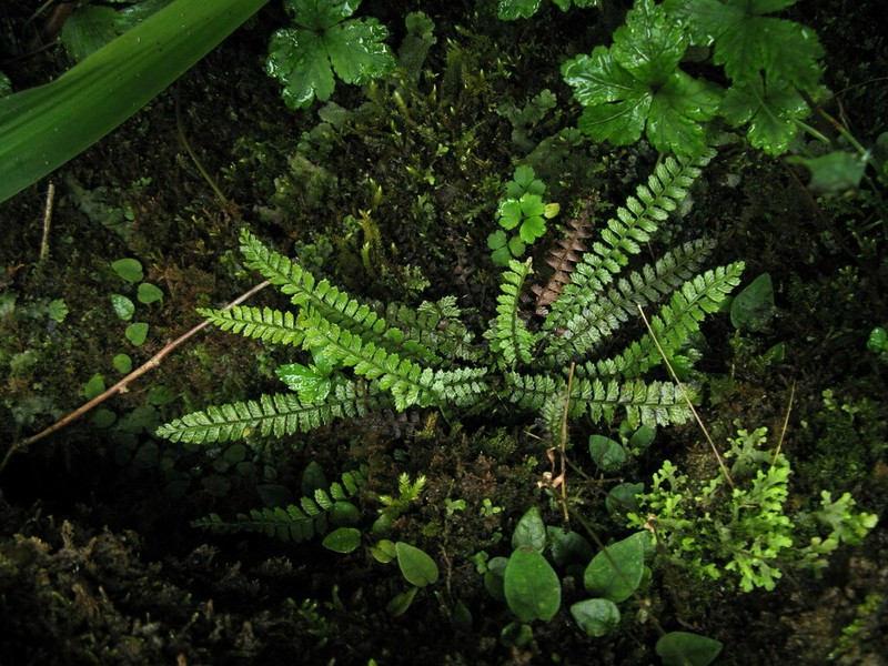 Polystichum lanceolatum photo 7