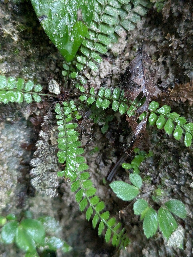 Polystichum lanceolatum photo 8