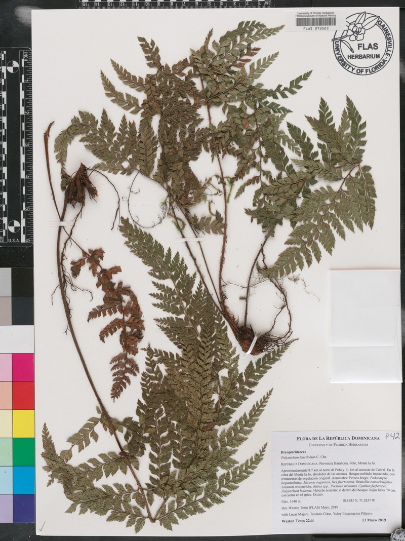 Polystichum lancilobum photo 2