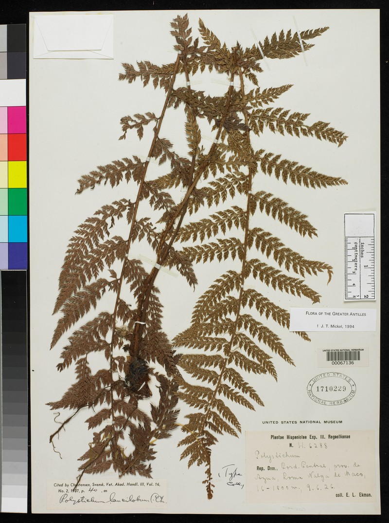 Polystichum lancilobum