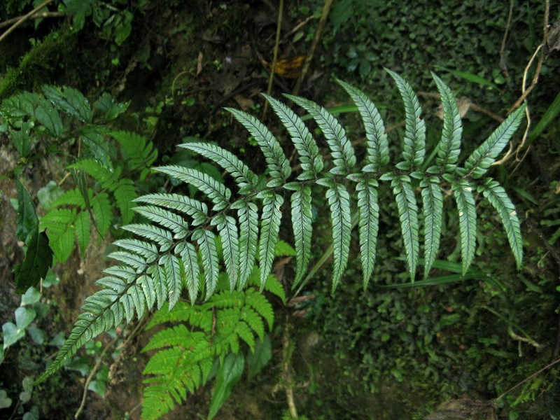 Polystichum langchungense
