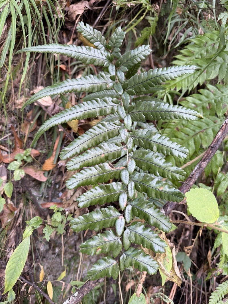 Polystichum langchungense photo 2