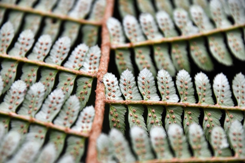 Polystichum lehmannii photo 2