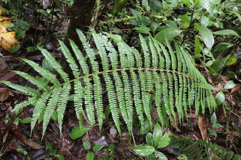 Polystichum lehmannii photo 4