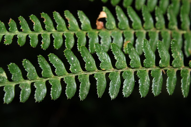 Polystichum lehmannii photo 5