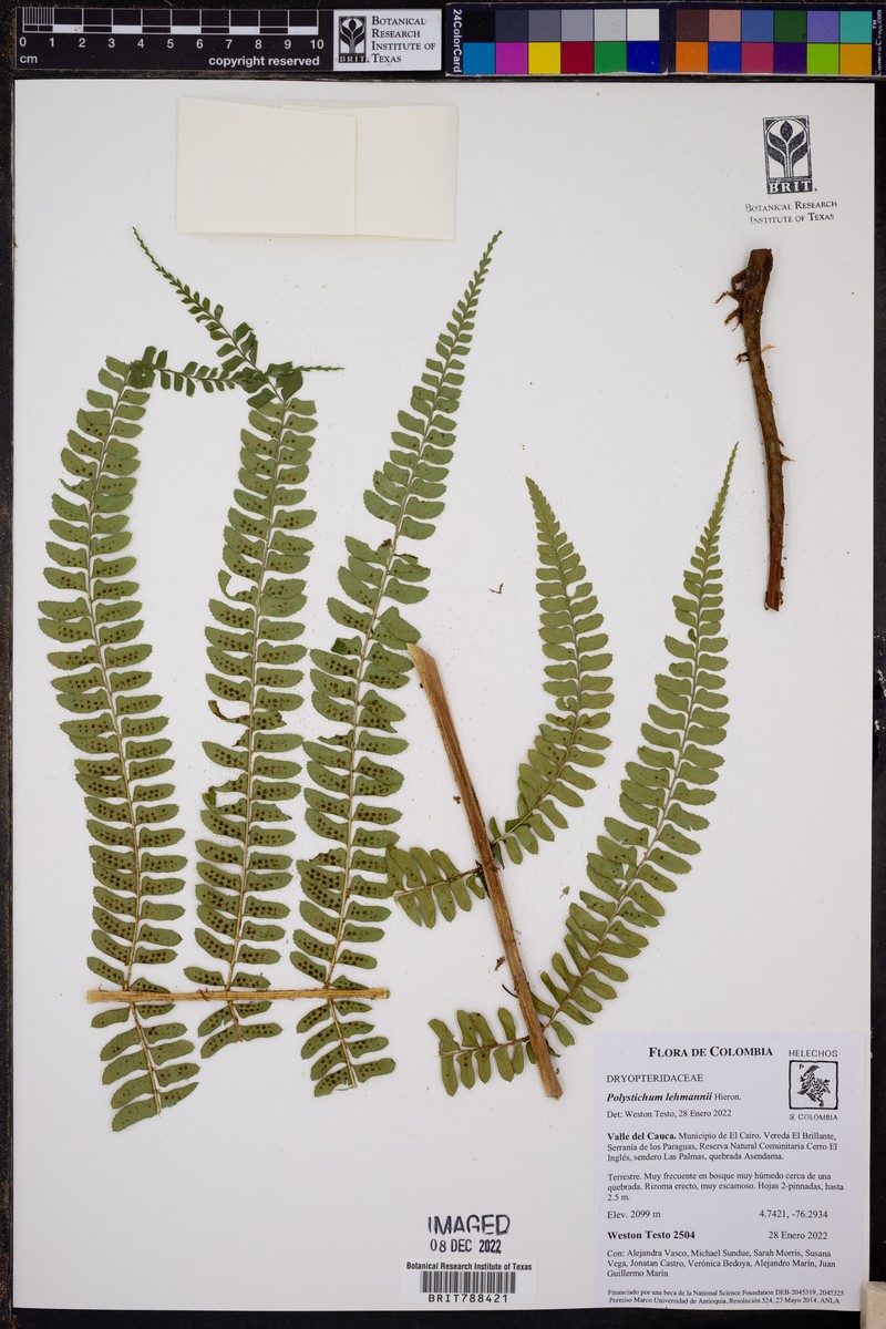 Polystichum lehmannii photo 6